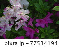 紅白のおめでたい花 77534194