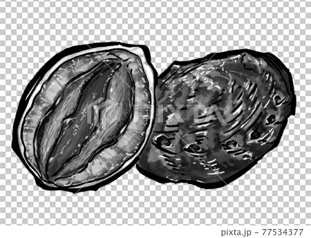 アワビのイラスト　鮑　 77534377