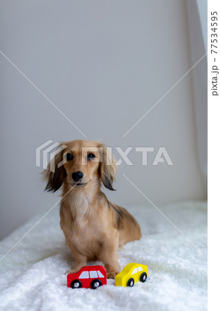 愛犬 カニンヘンダックスフンド 愛犬 カニンヘンダックスフンド 77534595