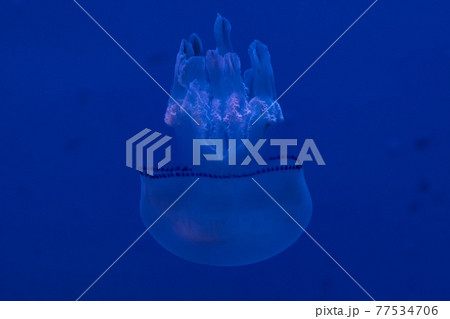 barrel jellyfish underwater in the blue background barrel jellyfish underwater in the blue background 77534706