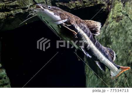 Freshwater catfish underwater portrait 77534713