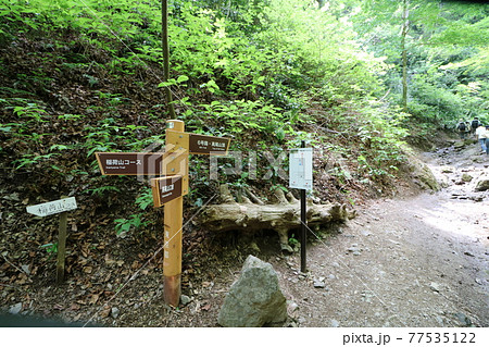 春の高尾山の6号路の登山 春の高尾山の6号路の登山 77535122