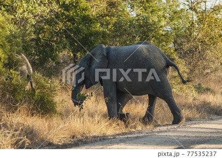 African elephant, South Africa African elephant, South Africa 77535237