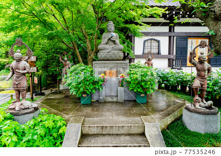 鎌倉・長谷寺 あじさいと釈迦如来坐像 鎌倉・長谷寺 あじさいと釈迦如来坐像 77535246