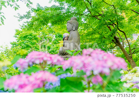 鎌倉・長谷寺 あじさいと釈迦如来坐像 鎌倉・長谷寺 あじさいと釈迦如来坐像 77535250