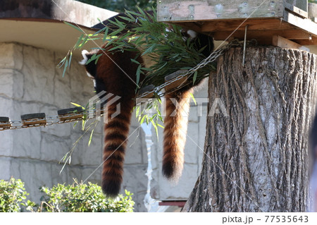 双子レッサーパンダのかわいい後ろ姿の写真素材
