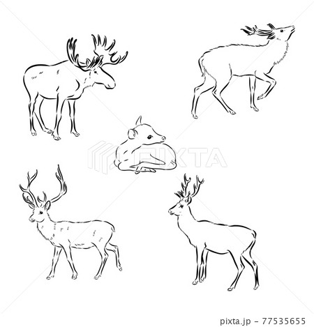 vector - Deer - hand draw , isolated on backgroundのイラスト素材 [77535655 ...