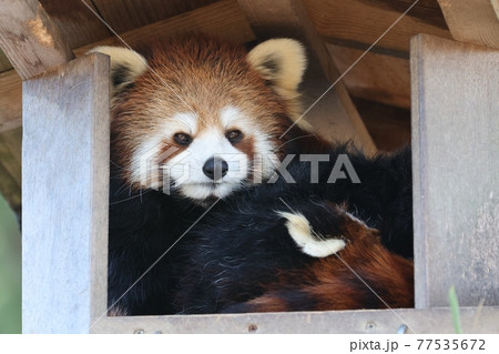 レッサーパンダが見ているよ4 レッサーパンダが見ているよ4 77535672
