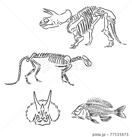 Dinosaur Skull. Drawing Of T-Rex Skull dinosaur skeleton vector 77535673