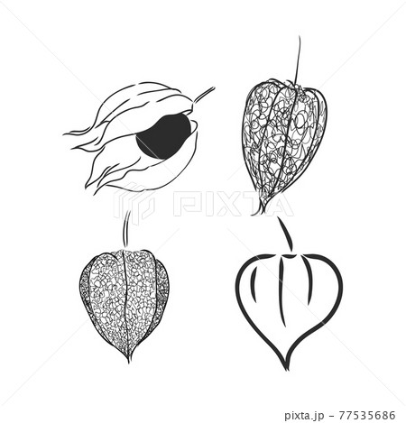 Physalis autotraced vector sketch, greyscale physalis vector sketch Physalis autotraced vector sketch, greyscale physalis vector sketch 77535686