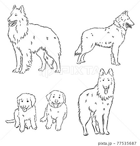 Sketch of Belgian Shepherd dog, Hand drawn illustration. 77535687