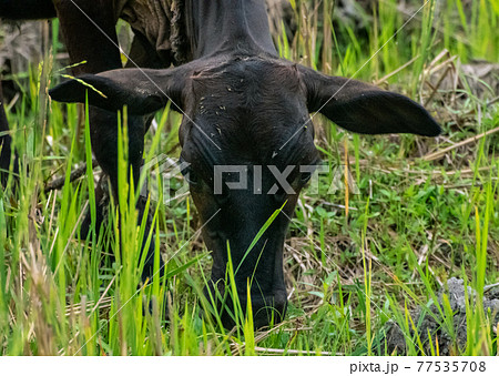 A young brown cow is grazing in the meadow grass field in the beautiful morning. Enjoying eating fresh green grass. 77535708