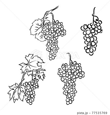 Vector monochrome illustration of grapes logo. Many similarities to the author's profile Vector monochrome illustration of grapes logo. Many similarities to the author's profile 77535769