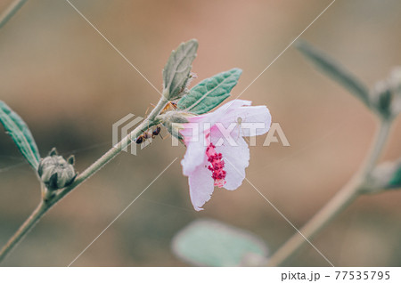 Ants and a pink wild flower backlit in the morning. 77535795