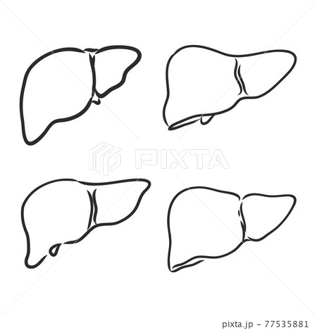 Liver Sketch Vector Images over 500