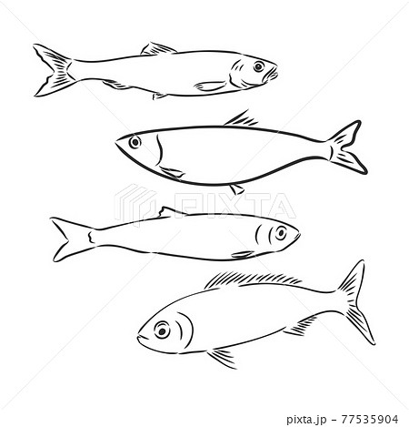 Sardine fish hand drawing vintage engraving illustration 77535904