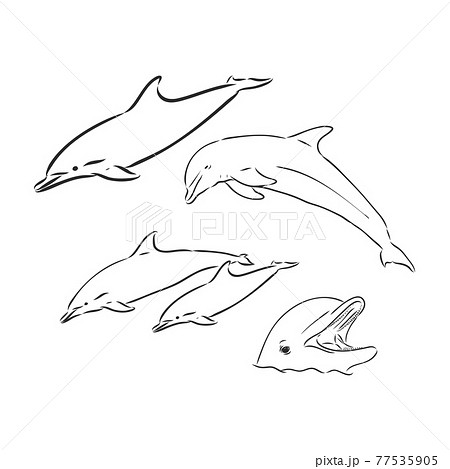 Dolphin Line Art Doodle, a hand drawn vector... - Stock Illustration  [77535905] - PIXTA