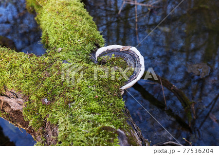 Polypore on the tree. Polypore on the tree. 77536204