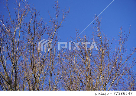 青空に伸びる落葉樹 青空に伸びる落葉樹 77536547