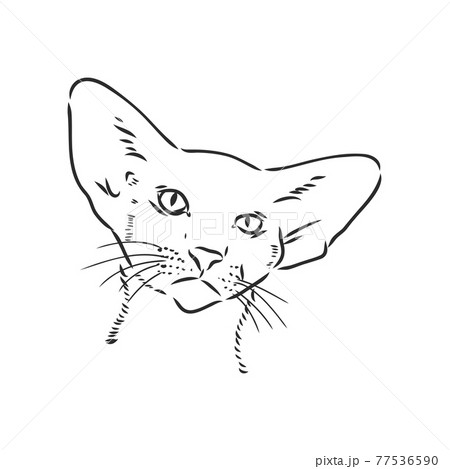 Oriental Shorthair Cat Hand Drawn Style Print のイラスト素材