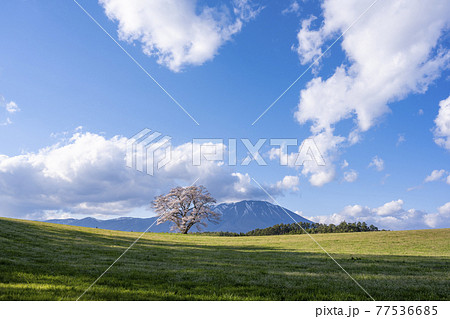岩手県　小岩井農場の一本桜 77536685
