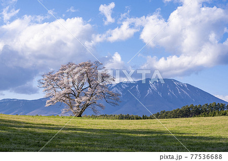 岩手県　小岩井農場の一本桜 77536688