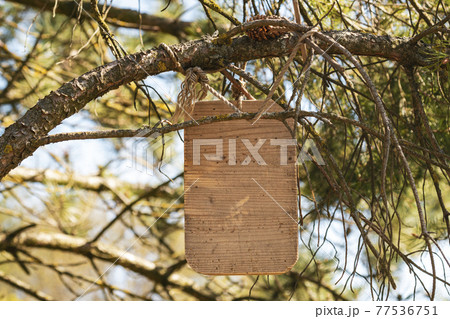 Light wood rustic sign board hanging on a pine tree 77536751