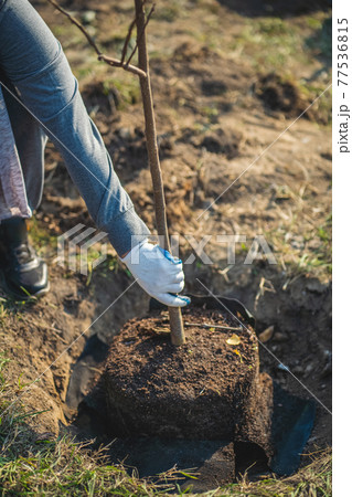 planting new trees with gardening tools in green park planting new trees with gardening tools in green park 77536815