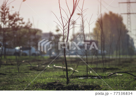 planting new trees with gardening tools in green park planting new trees with gardening tools in green park 77536834
