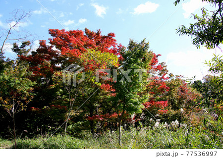 大阪府池田市 五月山公園の自然とのふれあいコースの紅葉した木々 少しアップ 大阪府池田市 五月山公園の自然とのふれあいコースの紅葉した木々 少しアップ 77536997