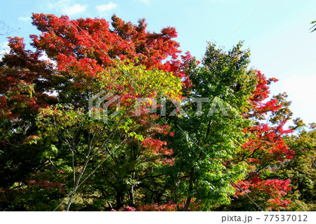 大阪府池田市 五月山公園の自然とのふれあいコースの紅葉した木々 アップ 大阪府池田市 五月山公園の自然とのふれあいコースの紅葉した木々 アップ 77537012