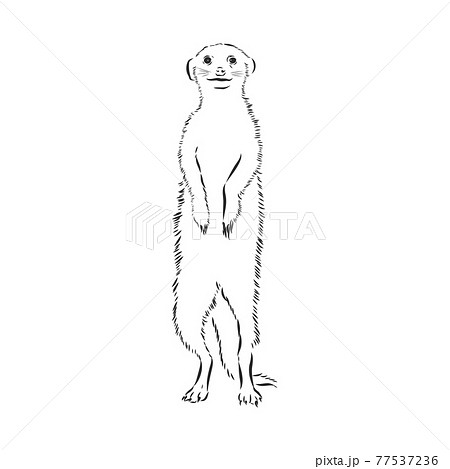 Meerkat Icon Animal Sign Meerkat Animal のイラスト素材
