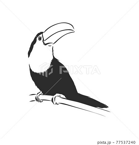 toucan hand drawn vector llustration realistic sketch, Toucan bird, vector sketch illustration 77537240