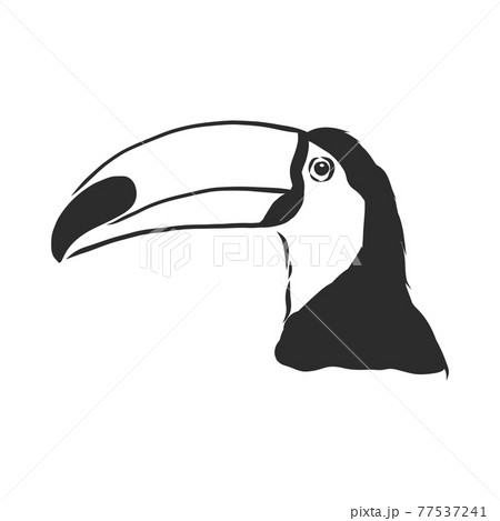 toucan hand drawn vector llustration realistic sketch, Toucan bird, vector sketch illustration toucan hand drawn vector llustration realistic sketch, Toucan bird, vector sketch illustration 77537241
