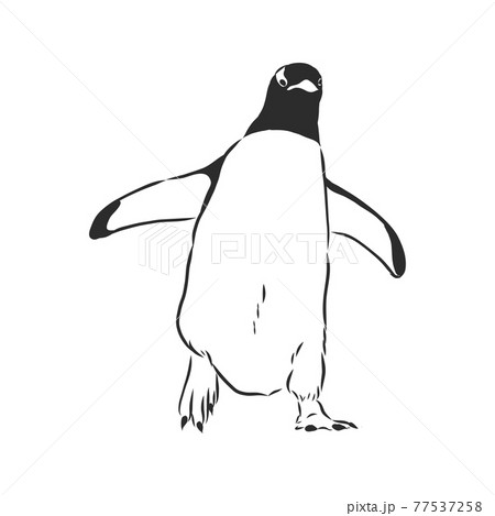 Hand drawing penguins. Vector illustration, penguin, vector sketch illustration Hand drawing penguins. Vector illustration, penguin, vector sketch illustration 77537258