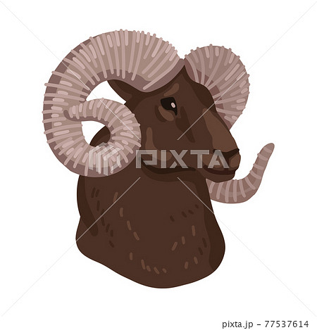 Head of Altai mountain ram. Vector illustration isolated on white background. 77537614