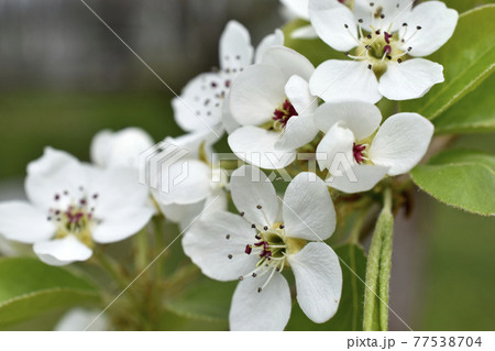 White blooming apple tree flowers in the garden close up 77538704