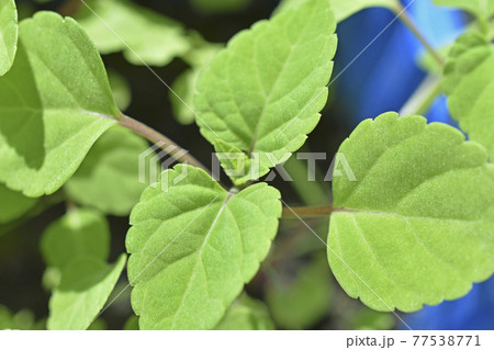 Green bright seedlings of flowers in pots in spring Green bright seedlings of flowers in pots in spring 77538771
