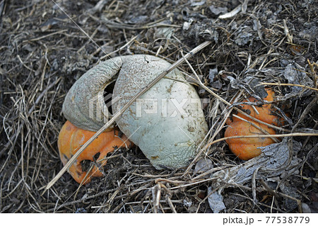 Garbage rotting pile with vegetables and pumpkin cesspool Garbage rotting pile with vegetables and pumpkin cesspool 77538779