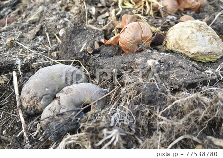 Garbage rotting pile with vegetables and pumpkin cesspool Garbage rotting pile with vegetables and pumpkin cesspool 77538780