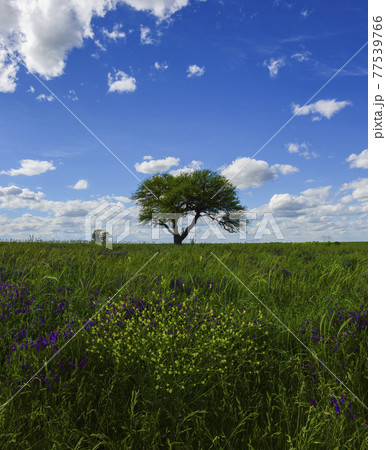 Spring season landscape, La Pampa 77539766