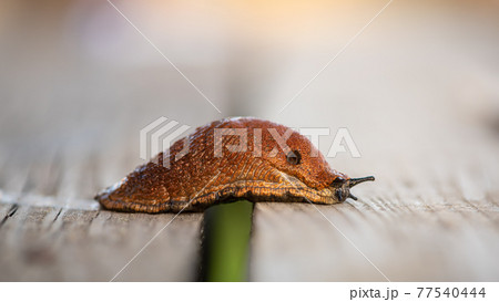 Red Snail crawls on wooden boards to vegetable garden. Annoying pest and crop eater Red Snail crawls on wooden boards to vegetable garden. Annoying pest and crop eater 77540444