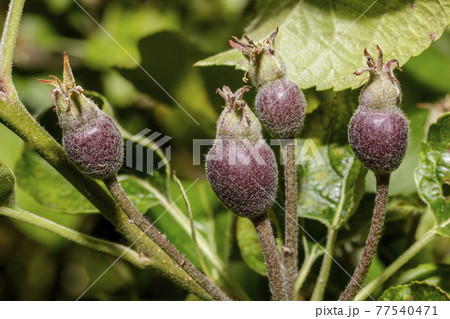 Bulbs of a plant 77540471