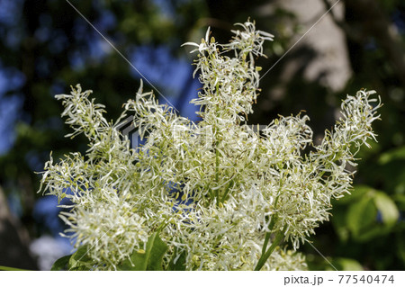 Macro of white flowers 77540474