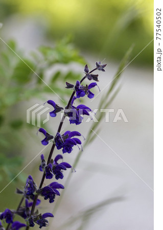 Close up view of wild purple flowers Close up view of wild purple flowers 77540502