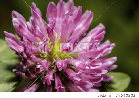 Small purple flowers 77540503