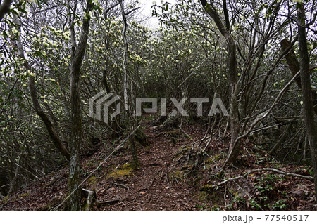 向山連山より 77540517