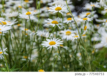 群生する白と黄色の花 マーガレットの写真素材