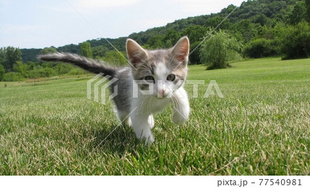 こねこの写真を撮った1枚です こねこの写真を撮った1枚です 77540981