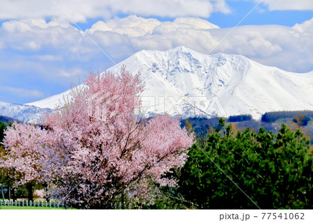 桜とオプタテシケ山 77541062